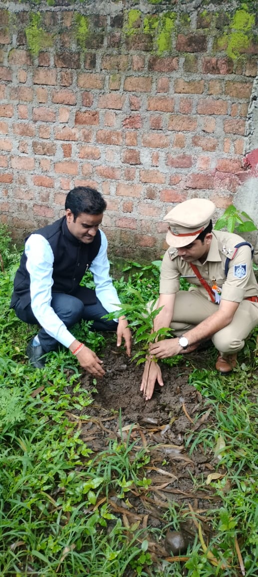 Tree Plantation